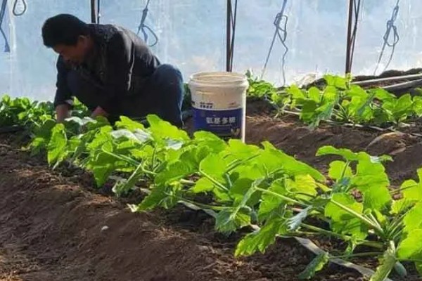 菜叶发黄的原因，常见缺水或过度浇水、施肥过勤等因素