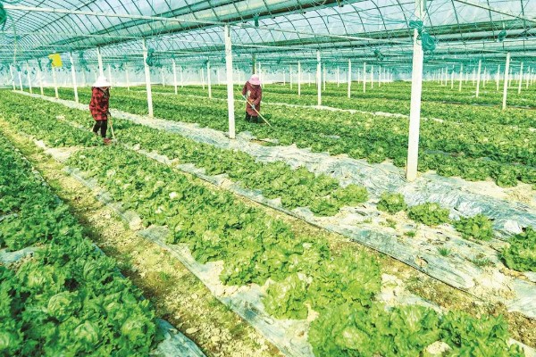 菜叶发黄的原因，常见缺水或过度浇水、施肥过勤等因素