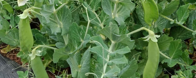 甜豌豆反季节种植方法，齐苗后每亩地淋施尿素2-3公斤