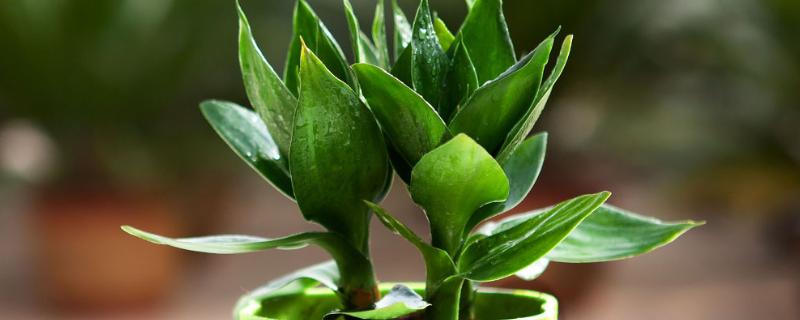 富贵竹的生长条件，种植时要使用肥沃疏松、透气性好的沙壤土