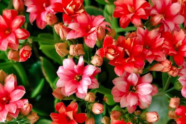 长寿花喜不喜欢阳光，长寿花喜不喜欢阳光