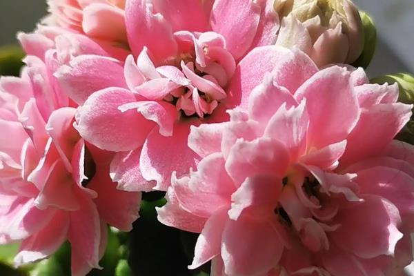 长寿花喜不喜欢阳光，长寿花喜不喜欢阳光