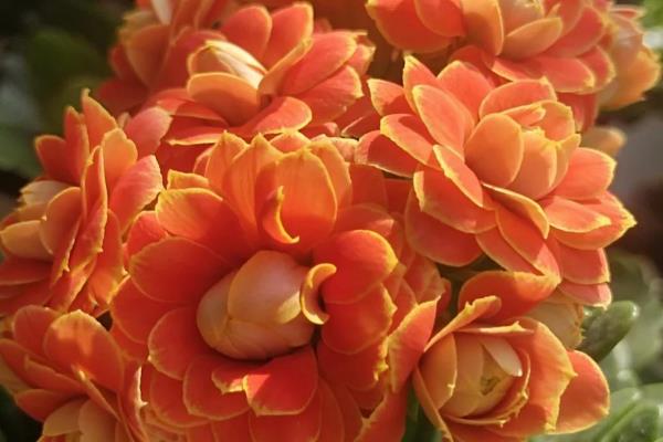 长寿花喜不喜欢阳光，长寿花喜不喜欢阳光