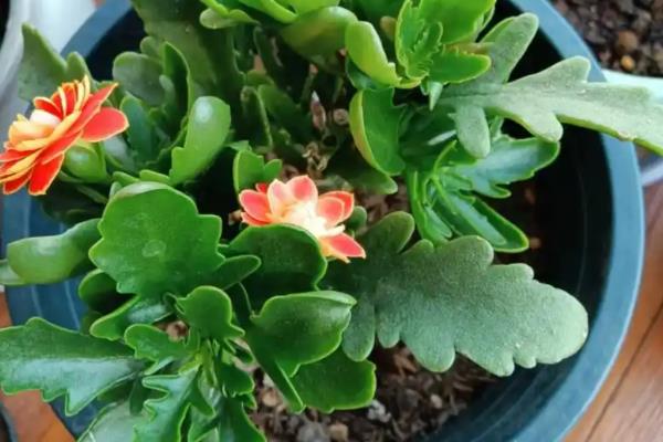 长寿花喜不喜欢阳光，长寿花喜不喜欢阳光