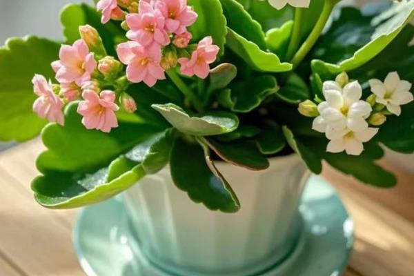 长寿花喜不喜欢阳光，长寿花喜不喜欢阳光