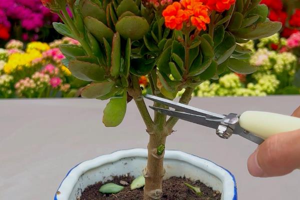 长寿花喜不喜欢阳光，长寿花喜不喜欢阳光