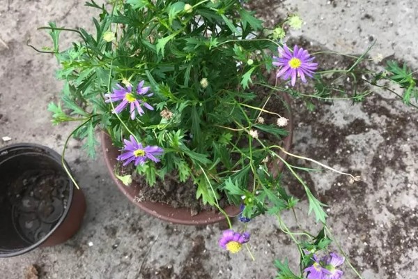 姬小菊的换盆方式，根部修剪完后可直接上盆种植