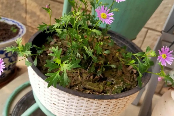 姬小菊的换盆方式，根部修剪完后可直接上盆种植