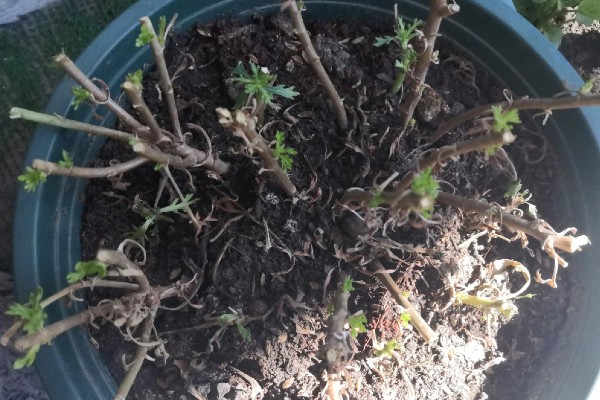 姬小菊的换盆方式，根部修剪完后可直接上盆种植