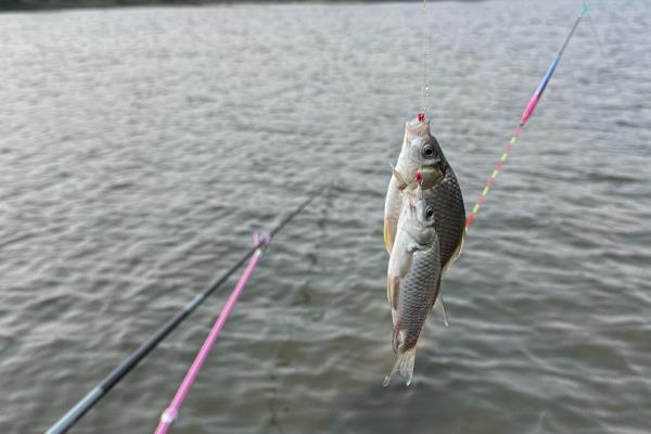 七月钓鱼好不好钓,七月不是钓鱼的最佳时节