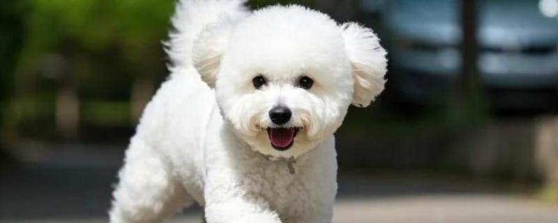 比熊犬的体型特点，肩部高9.5-11.5英寸左右