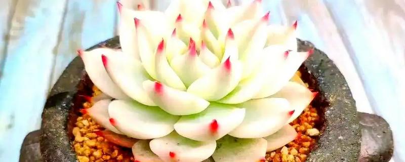 让吉娃莲收紧叶子的方法，多晒太阳株型会变得紧凑