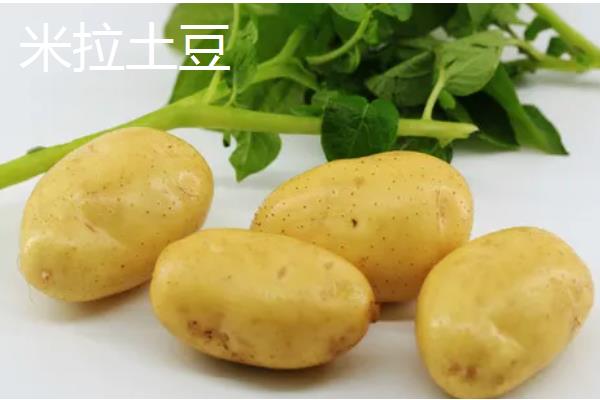 有哪些早熟的马铃薯,东农303、早大白都是早熟品种