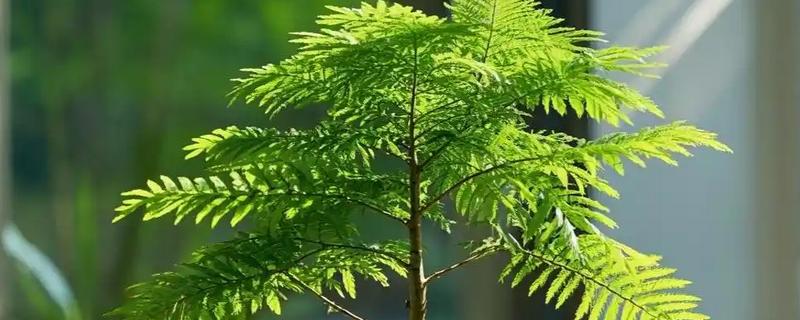 水杉叶子干枯如何处理，生长离不开充足的阳光