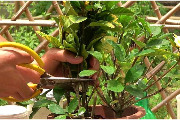 栀子花长腻虫怎么办，要及时剪去病叶