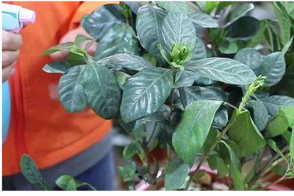 栀子花长腻虫怎么办，要及时剪去病叶