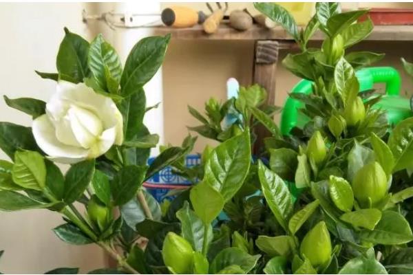 栀子花长腻虫怎么办，要及时剪去病叶