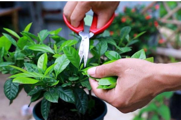 栀子花长腻虫怎么办，要及时剪去病叶