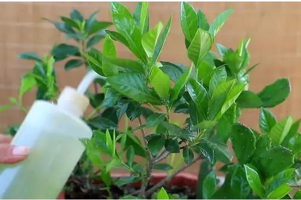 栀子花长腻虫怎么办，要及时剪去病叶