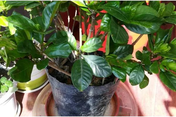 栀子花长腻虫怎么办，要及时剪去病叶