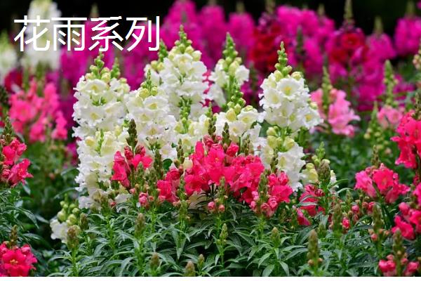 金鱼草的常见品种,有花雨系列、韵律系列等