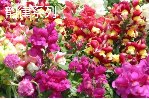 金鱼草的常见品种,有花雨系列、韵律系列等