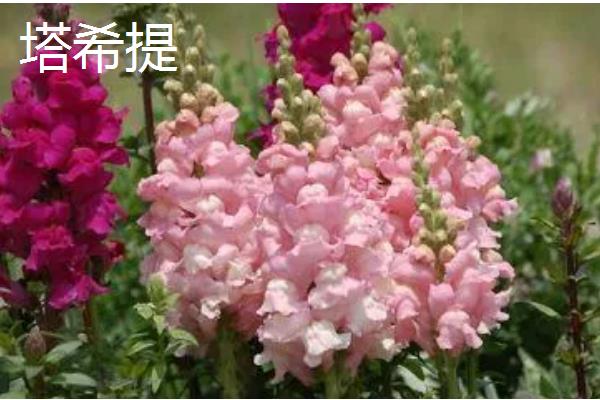 金鱼草的常见品种,有花雨系列、韵律系列等