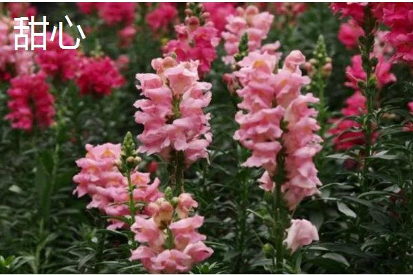 金鱼草的常见品种,有花雨系列、韵律系列等