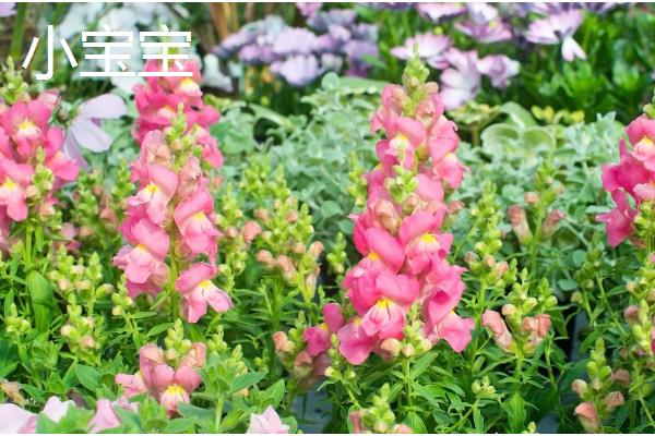 金鱼草的常见品种,有花雨系列、韵律系列等