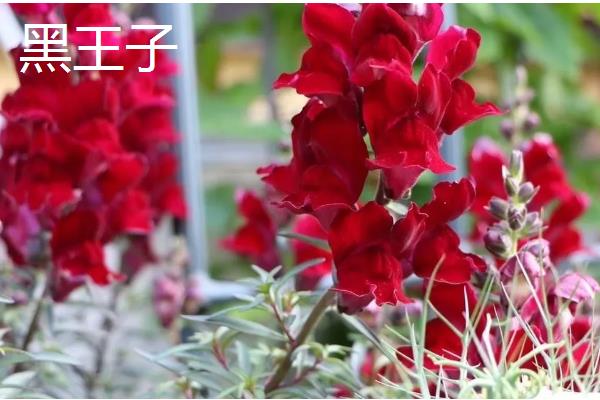 金鱼草的常见品种,有花雨系列、韵律系列等