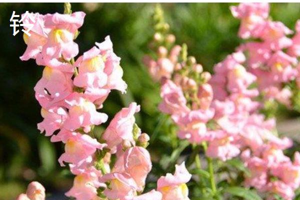 金鱼草的常见品种,有花雨系列、韵律系列等