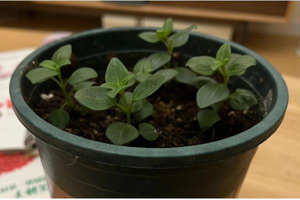 金鱼草的常见品种,有花雨系列、韵律系列等