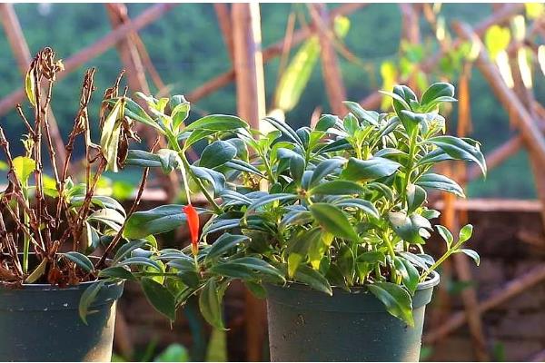 金鱼草的常见品种,有花雨系列、韵律系列等