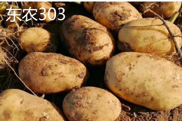 有哪些早熟的马铃薯,东农303、早大白都是早熟品种