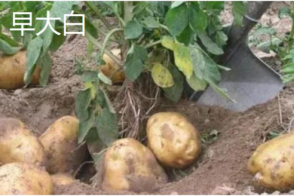 有哪些早熟的马铃薯,东农303、早大白都是早熟品种