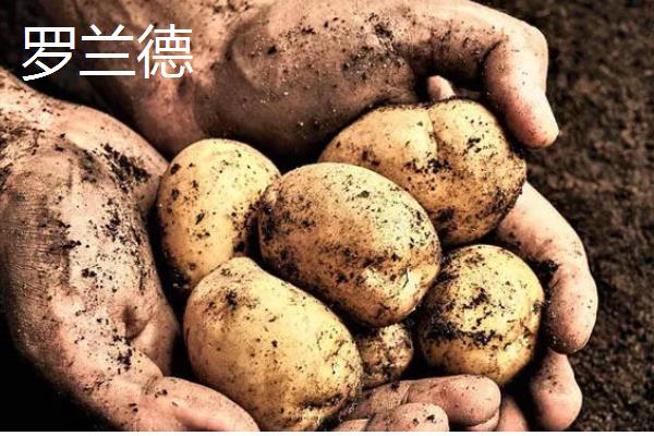 有哪些早熟的马铃薯,东农303、早大白都是早熟品种