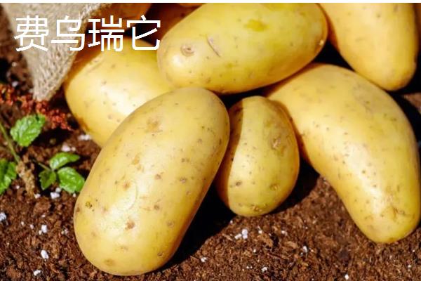 有哪些早熟的马铃薯,东农303、早大白都是早熟品种