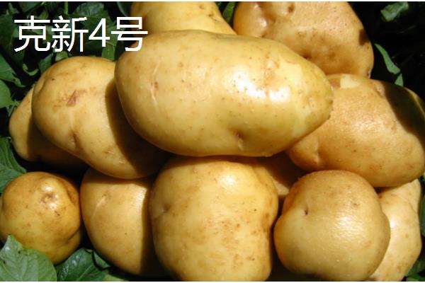 有哪些早熟的马铃薯,东农303、早大白都是早熟品种