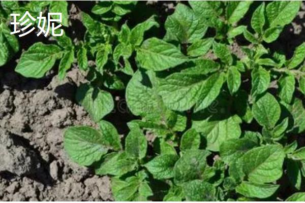 有哪些早熟的马铃薯,东农303、早大白都是早熟品种