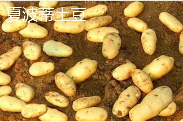 有哪些早熟的马铃薯,东农303、早大白都是早熟品种