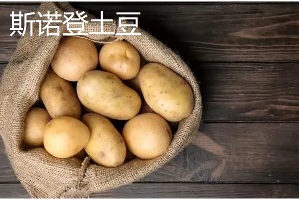 有哪些早熟的马铃薯,东农303、早大白都是早熟品种