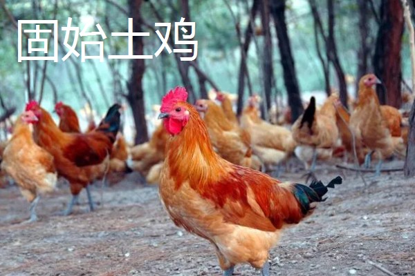 哪些土鸡适合散养,常见怀乡鸡、河田鸡等品种