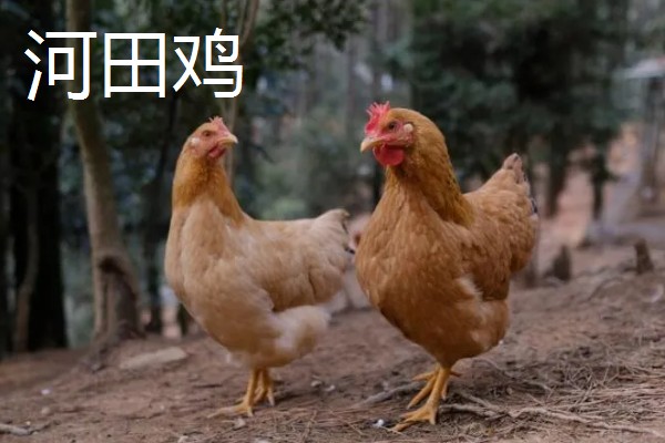 哪些土鸡适合散养,常见怀乡鸡、河田鸡等品种