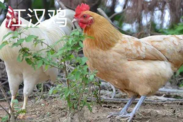 哪些土鸡适合散养,常见怀乡鸡、河田鸡等品种