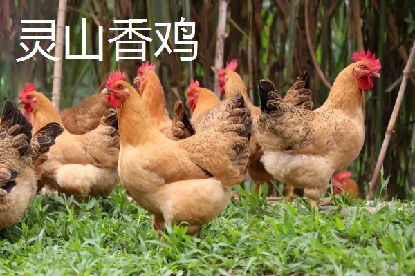 哪些土鸡适合散养,常见怀乡鸡、河田鸡等品种