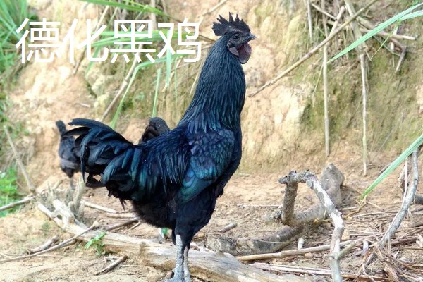哪些土鸡适合散养,常见怀乡鸡、河田鸡等品种