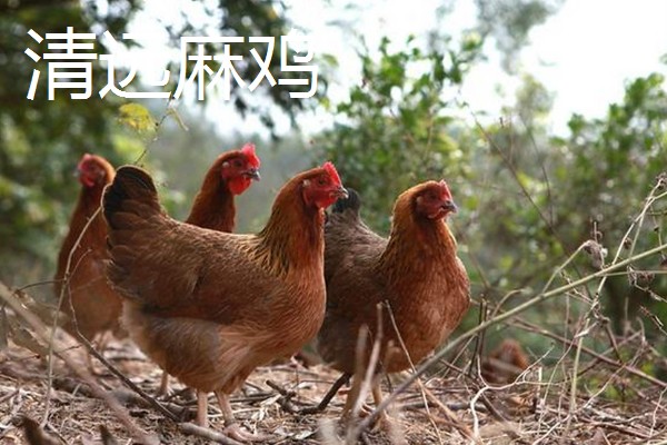 哪些土鸡适合散养,常见怀乡鸡、河田鸡等品种