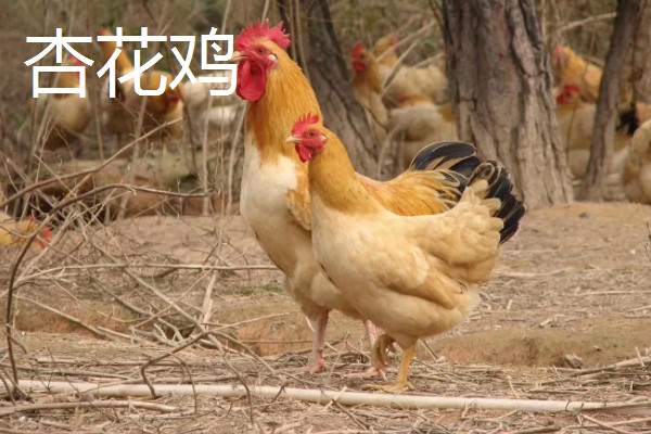 哪些土鸡适合散养,常见怀乡鸡、河田鸡等品种