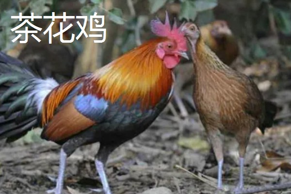 哪些土鸡适合散养,常见怀乡鸡、河田鸡等品种