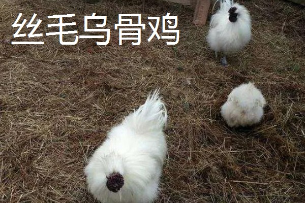 哪些土鸡适合散养,常见怀乡鸡、河田鸡等品种
